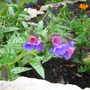 Pulmonaria