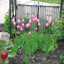 Tulips_08