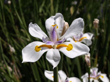 lily