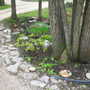 Rock_garden_june_08