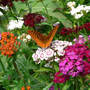 Great Spangled Fritillary (Dianthus barbatus (Sweet William))