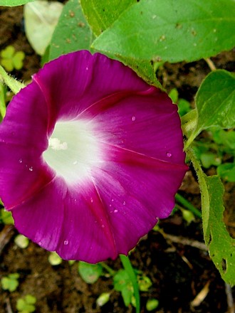 Morning Glory out in the side garden. (Ipomoea tricolor (Morning glory))