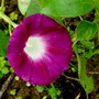 Ipomoea tricolor