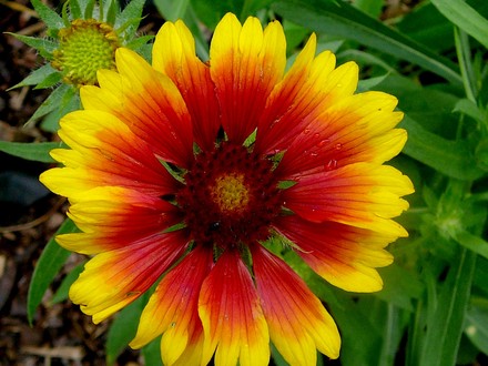 Gaillardia. (Gaillardia aristata (Blanketflower))