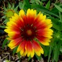 Gaillardia. (Gaillardia aristata (Blanketflower))