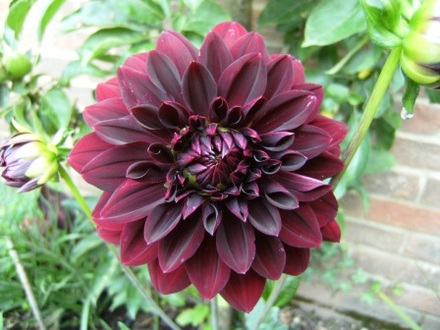 Dahlia (Dahlia Royal Blood)