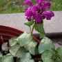 Lamium maculatum