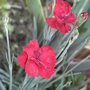 Alpine_dianthus_-_3