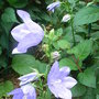 Campanula_persicifolia