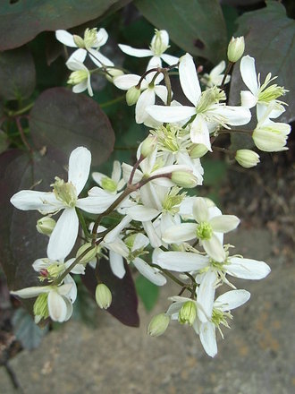 Clematis recta 'Purpurea' (Clematis recta 'Purpurea')