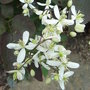 Clematis_recta__purpurea_
