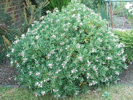 Daphne 'Eternal Fragrance' (Daphne 'Eternal Fragrance')