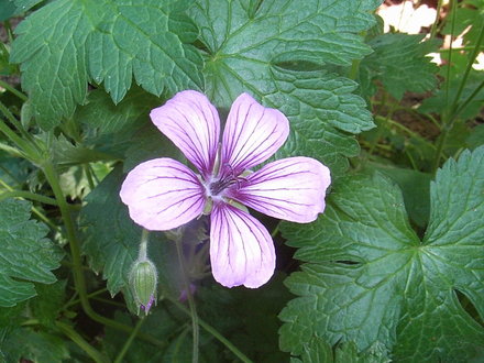 Geranium wlassovianum (Geranium wlassovianum)