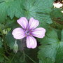 Geranium wlassovianum