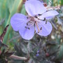 Geranium_pratense__midnight_reiter_