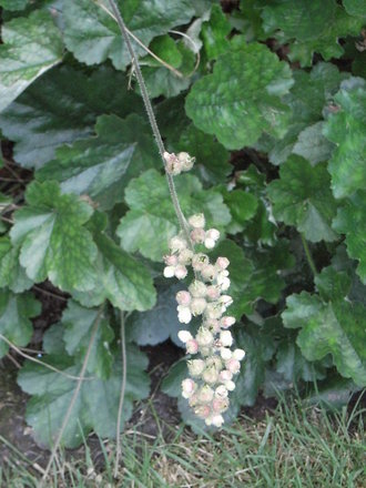 Heuchera cylindrica 'Greenfinch' (Heuchera cylindrica 'Greenfinch')