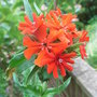 Lychnis chalcedonica (Lychnis chalcedonica)