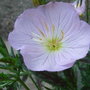 Oenothera 'Twilight'