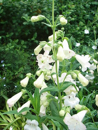 Penstemon - 4 (Penstemon)