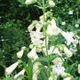 Penstemon