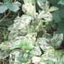 Persicaria 'Painter's Palette' (Persicaria 'Painter's Palette')