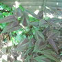 Persicaria 'Red Dragon' (Persicaria 'Red Dragon')
