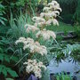 Rodgersia sambucifolia