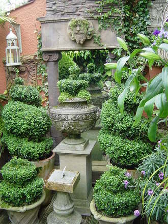 The Topiary box have been clipped.June 2008. (Buxus sempervirens (Common box))