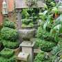 The Topiary box have been clipped.June 2008. (Buxus sempervirens (Common box))