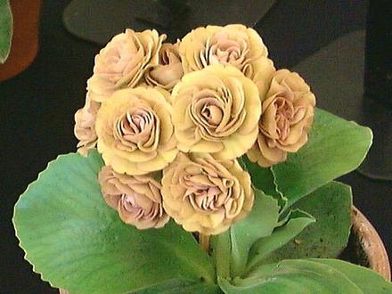 A garden flower photo