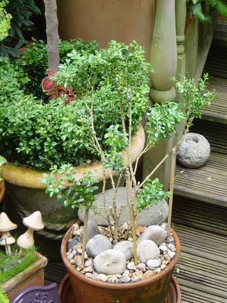 Preparing a 'cloud' box. June 2008. (Buxus sempervirens (Common box))