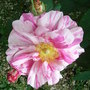 Rosa gallica 'Versicolor' (Rosa gallica 'Versicolor')