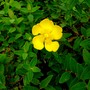 Hypericum calycinum
