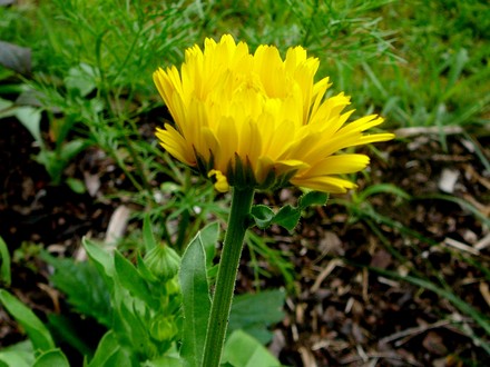 First Marigold to flower this year. (Calendula officinalis (English marigold))