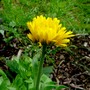 Calendula officinalis (English marigold)