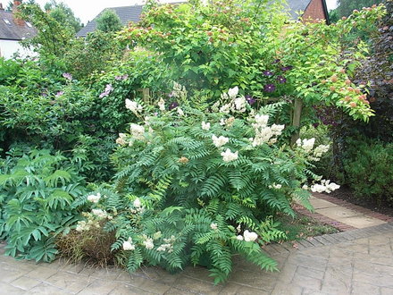 Sorbus reducta (Sorbus reducta)