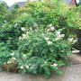 Sorbus reducta (Sorbus reducta)