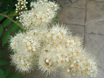 Sorbus reducta - close-up (Sorbus reducta)
