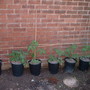 Our very first tomato plants!