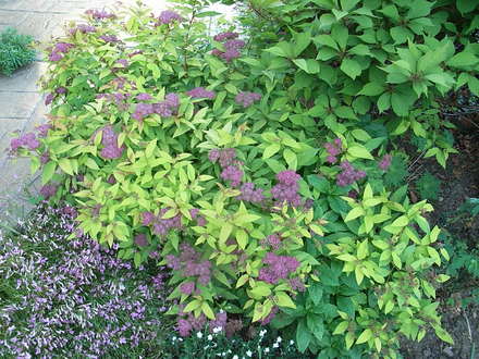 Spiraea japonica 'Goldflame' (Spiraea japonica 'Goldflame')
