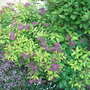 Spiraea_japonica__goldflame_