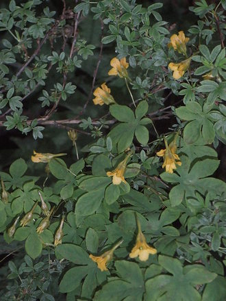 Tropaeolum ciliatum (Tropaeolum ciliatum)