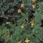 Tropaeolum_ciliatum