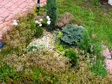 Small conifer bed next to patio.