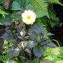 Dahlia- 'Clarion' June 2008.