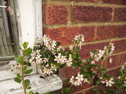 Escallonia 06.08 (Escallonia 'Apple Blossom')