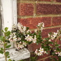 Escalloniaappleblossomvistabilegarageborder13