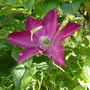 Clematis-'Madame Edouard Andre'.June 2008.