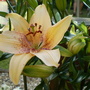 Unspecified Lily