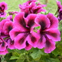 Pelargonium